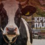 Kriva Palanka do të protestojë kundër “Lopëve në qytet”