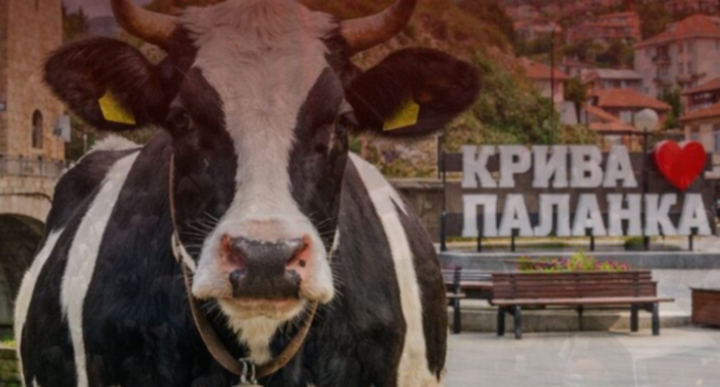 Kriva Palanka do të protestojë kundër “Lopëve në qytet”