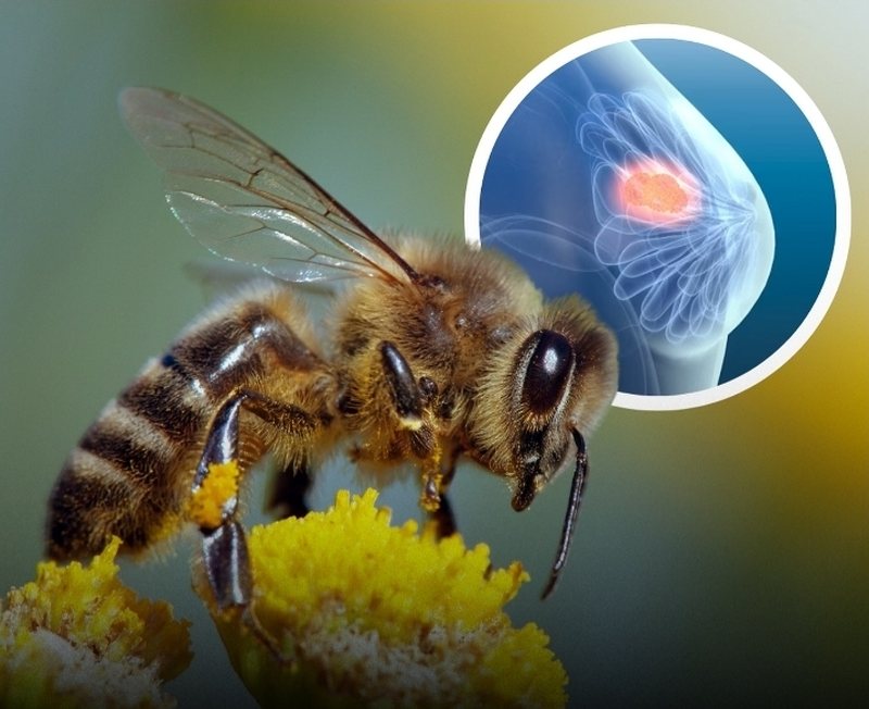 helmi-i-bletes-mund-te-shkaterroje-qelizat-e-kancerit-te-gjirit-brenda-60-minutash