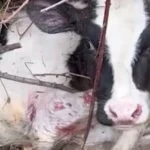 Ariu sulmon viçin në Kalisht, banorët kërkojnë masa urgjente